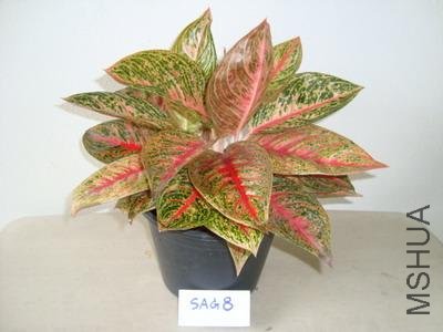 aglaonema04.jpg