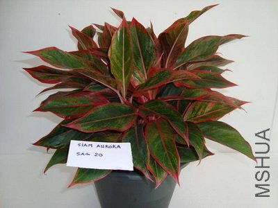 aglaonema09.jpg