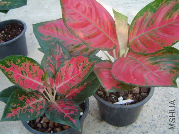 NewAglaonema_02.jpg