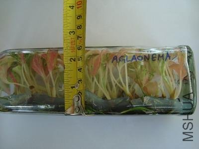 aglaonema20.jpg