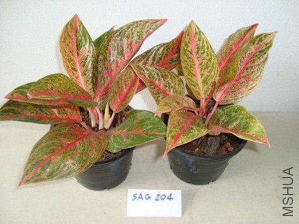 aglaonema21.jpg