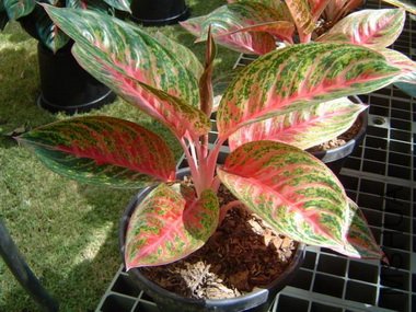 aglaonema19.jpg