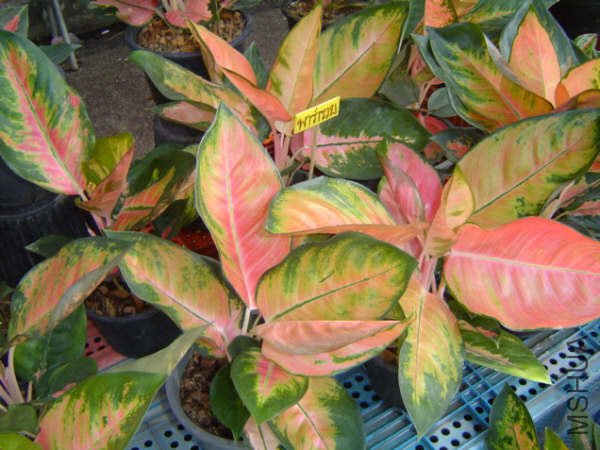 NewAglaonema_07.jpg