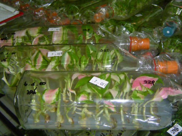 NewAglaonema_08.jpg