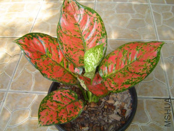 NewAglaonema_03.jpg