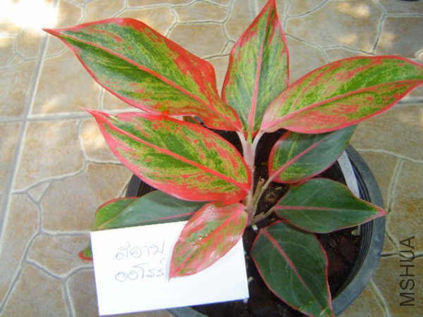 NewAglaonema_04.jpg