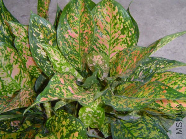 NewAglaonema_09.jpg