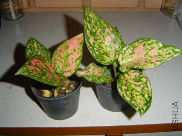 NewAglaonema_10.jpg