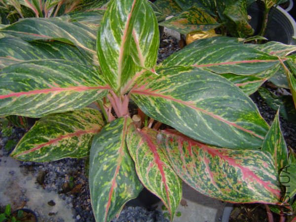 NewAglaonema_12.jpg