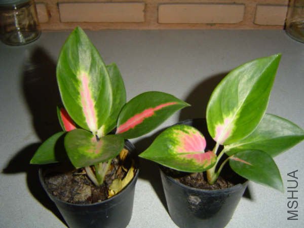 NewAglaonema_11.jpg