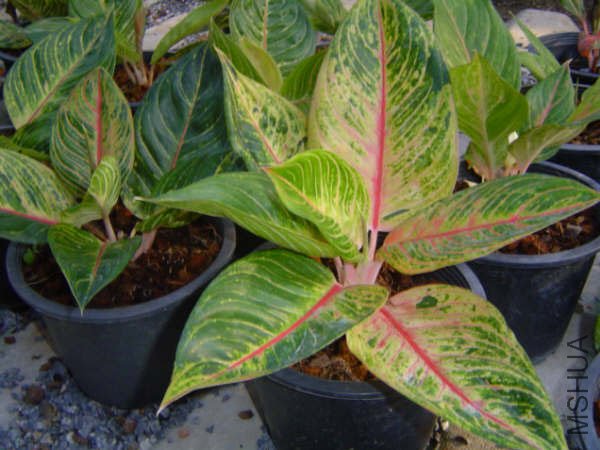 NewAglaonema_13.jpg