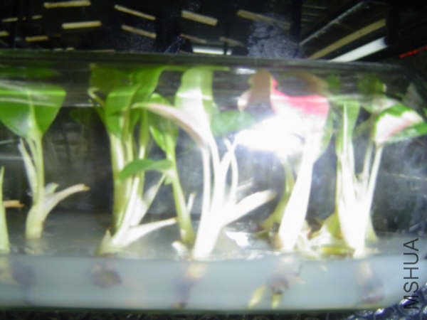 NewAglaonema_14.jpg