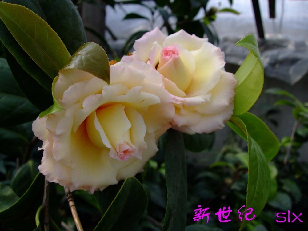 ������11-2-11f (3).jpg