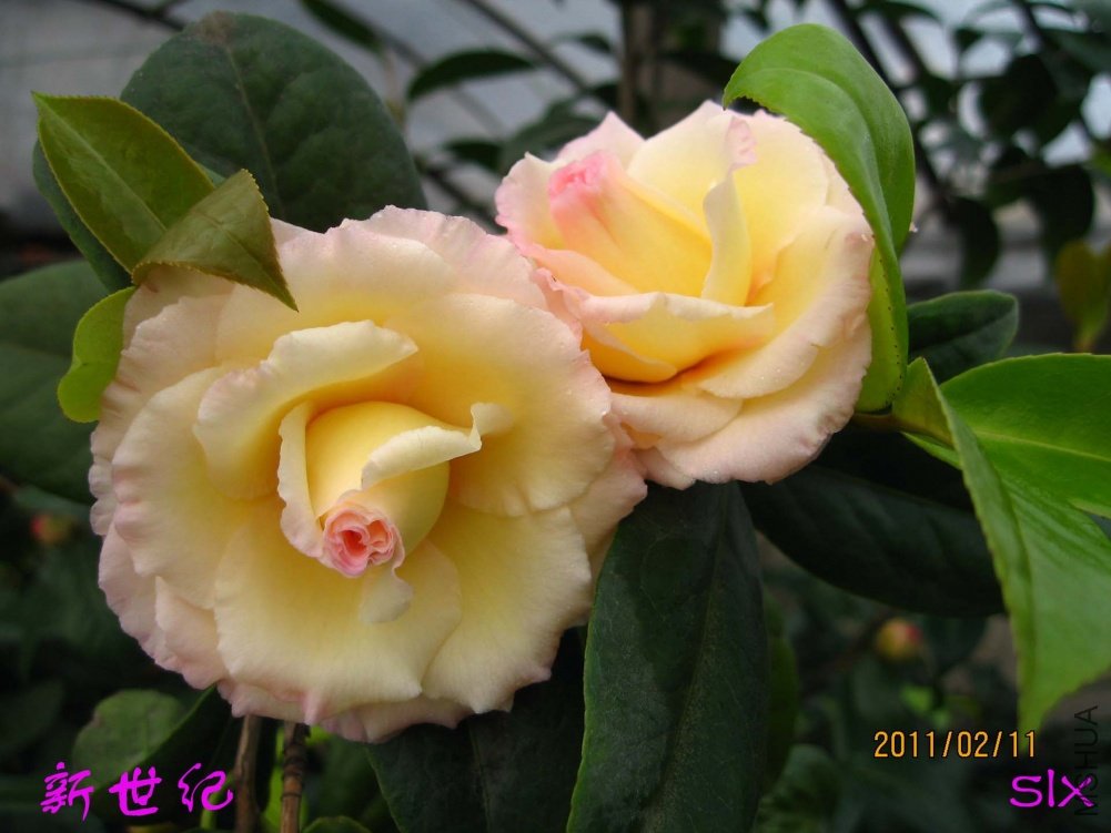 ������11-2-11 (2).jpg