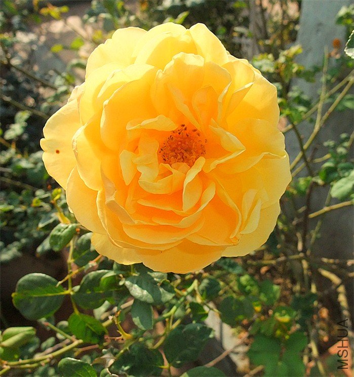 dscf2323_����.jpg