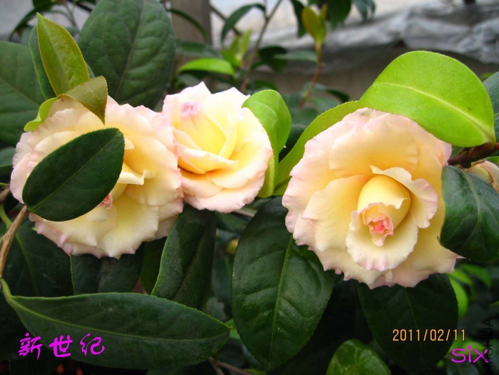 ������11-2-11 (3).jpg