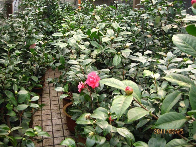 �軨԰ 11-2-15 (1).jpg