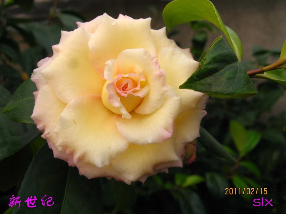 ��Ƭ11-2-15 00111.jpg