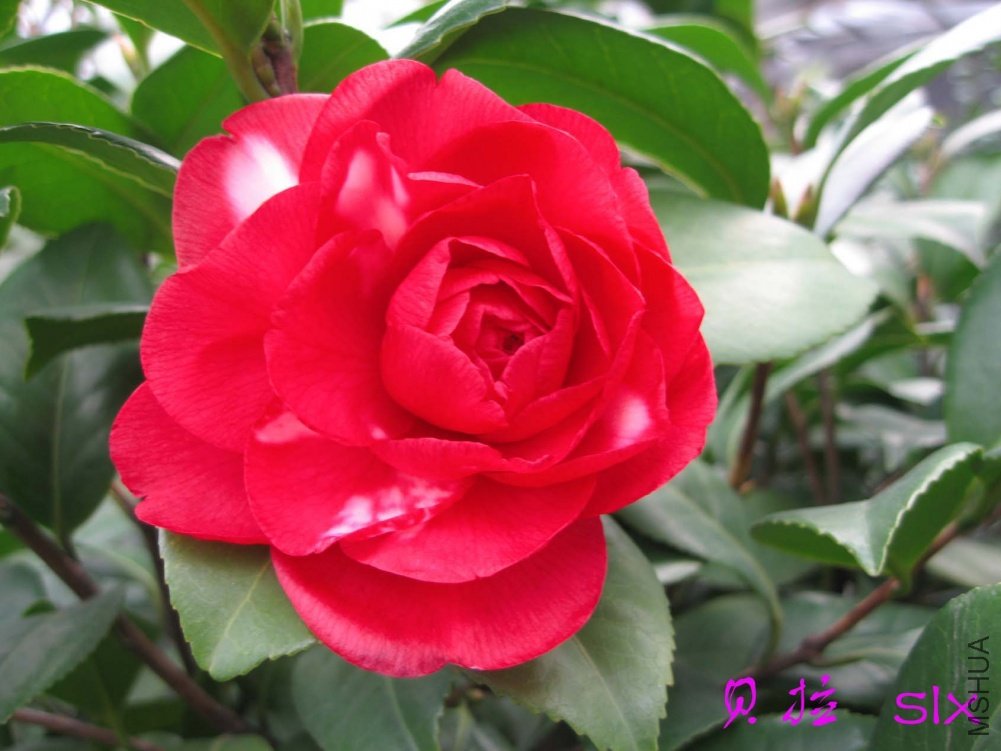 ��Ƭ11-2-15 00611.jpg