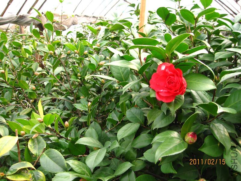 �軨԰ 11-2-15 (2).jpg