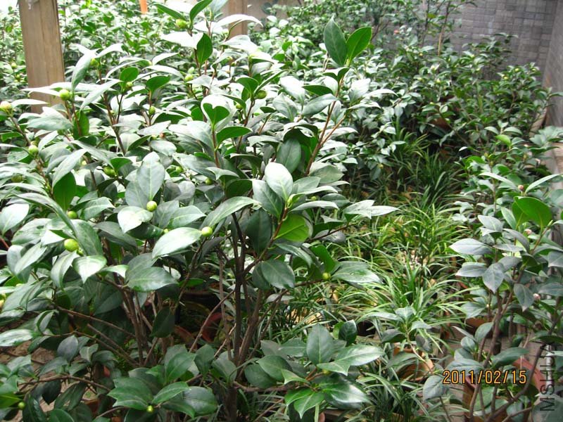 �軨԰ 11-2-15 (4).jpg