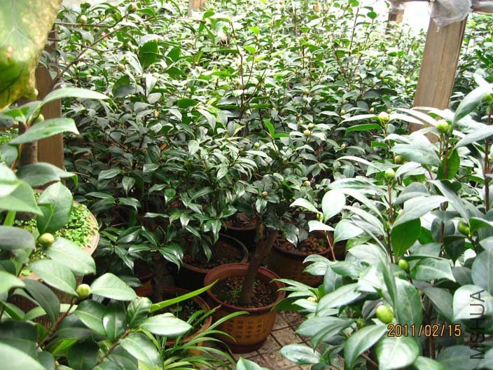 �軨԰ 11-2-15 (5).jpg