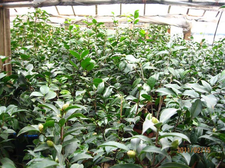 �軨԰ 11-2-15 (6).jpg