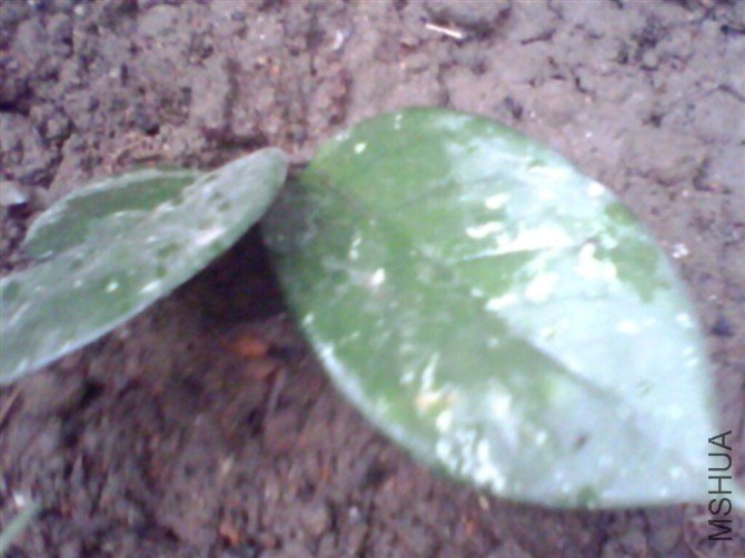 e7376c0fa8856fd6aa645737.jpg