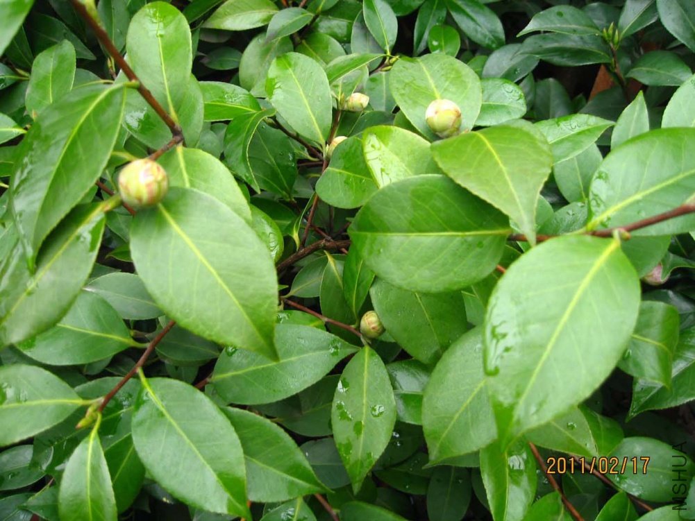 ��˸ 11-2-17c 002.jpg