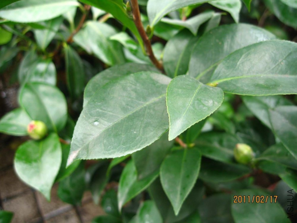 ������ 11-2-17c 01.jpg