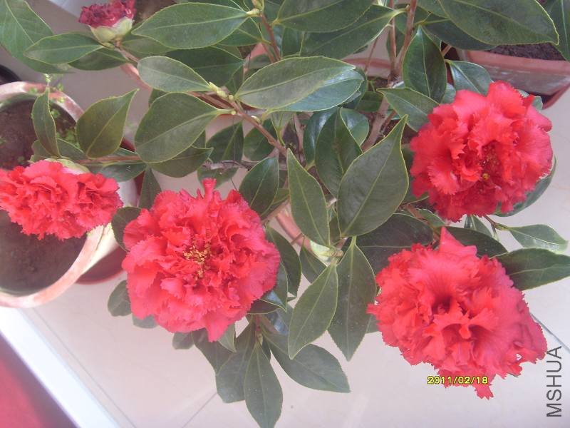 S73R1494-0.jpg