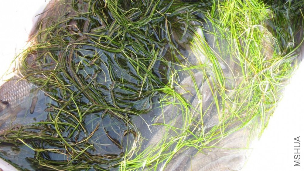 ��Ȼ��������ģ�����˵���϶���Ұ���ġ�