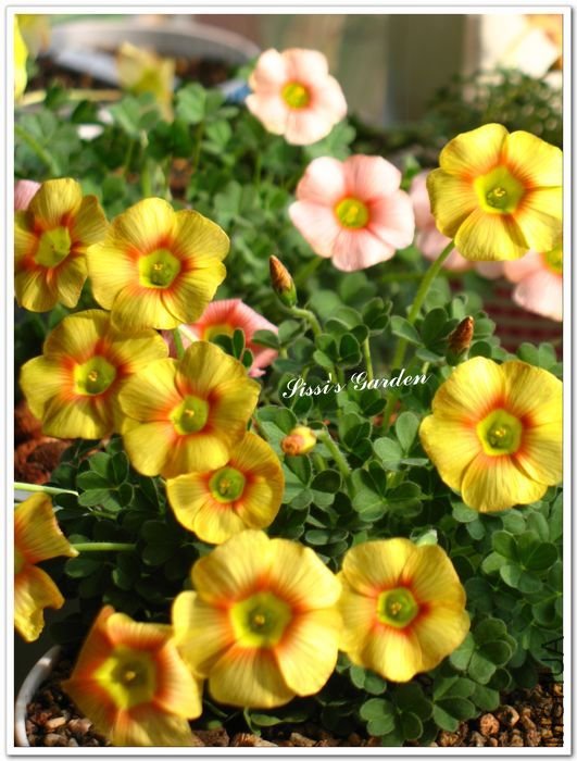 nEO_IMG_110216 023.jpg