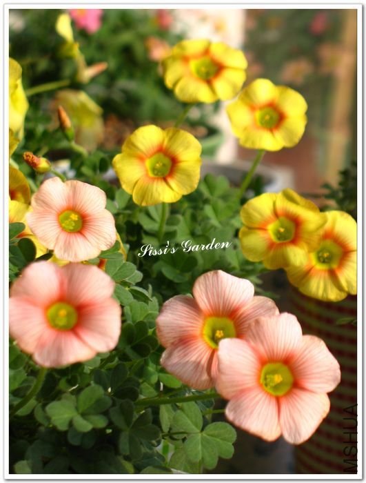 nEO_IMG_110216 035.jpg