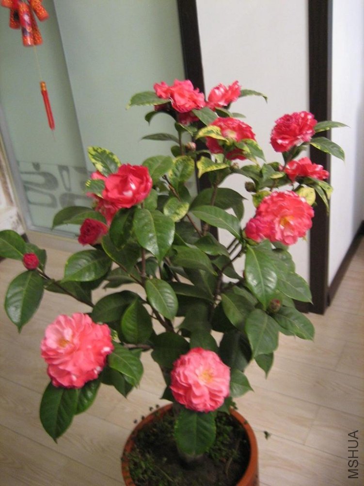 IMG_48731.JPG