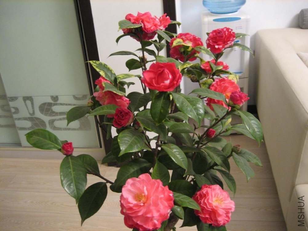 IMG_48771.JPG