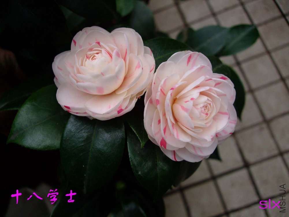 ʮ��ѧʿ11-2-19f (1).jpg