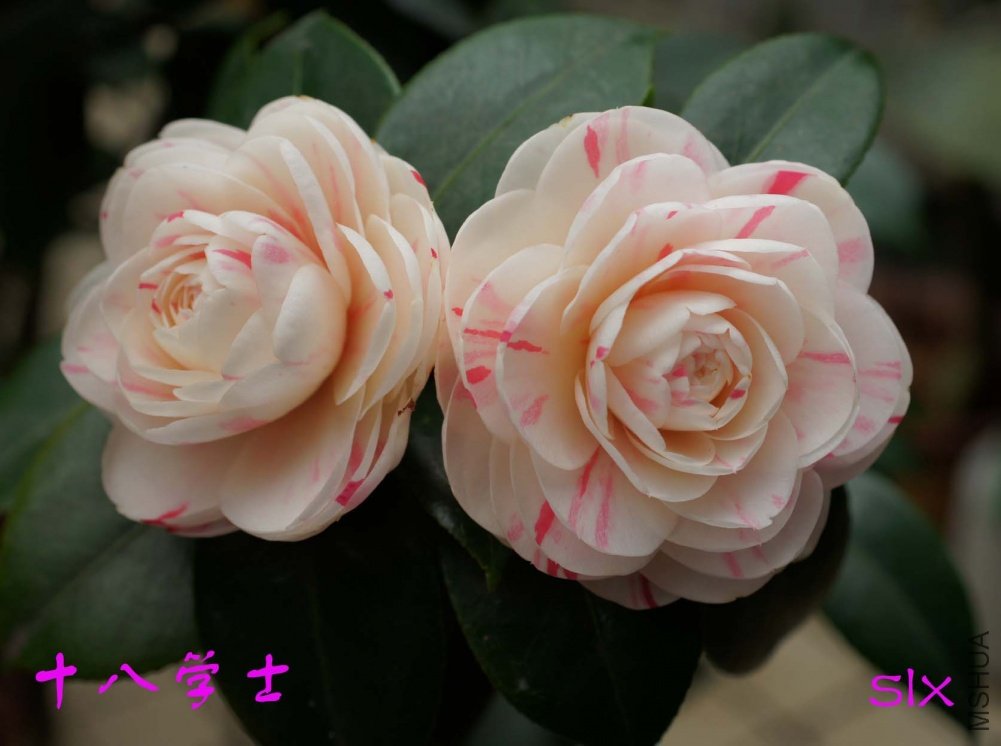 ʮ��ѧʿ11-2-19f (2).jpg