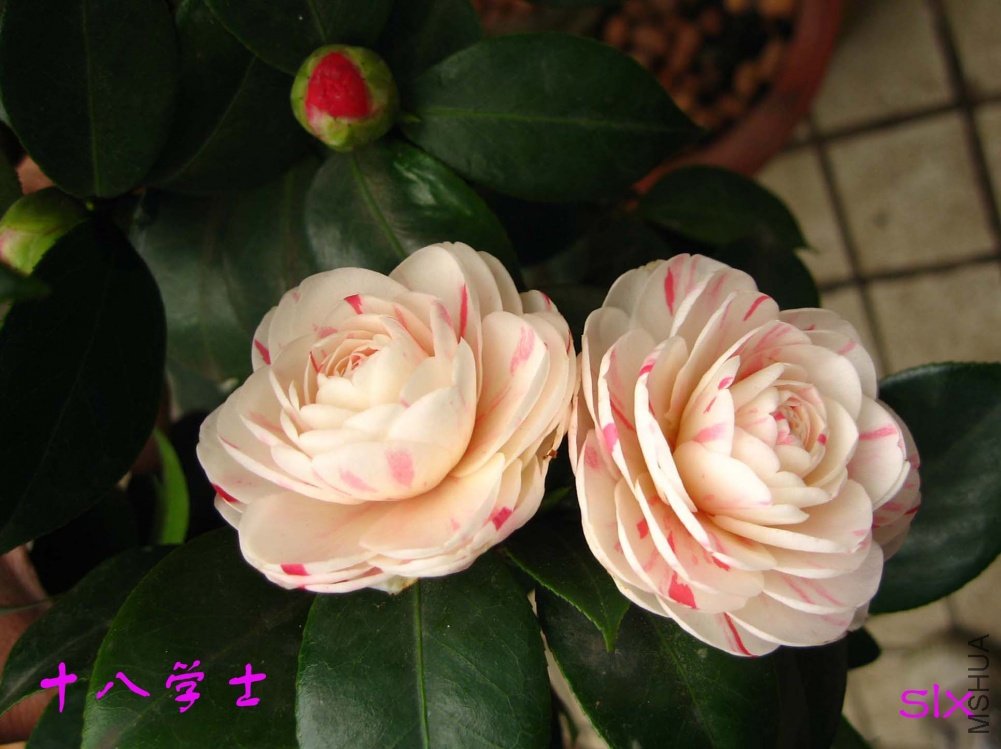 ʮ��ѧʿ11-2-19c (2).jpg