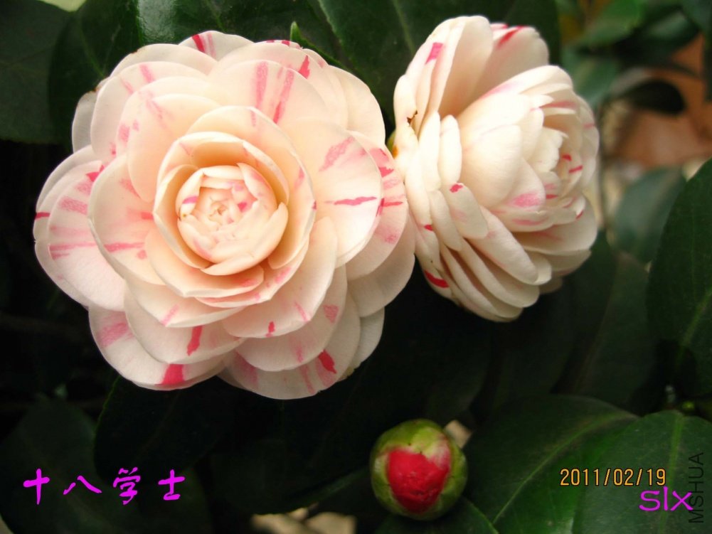 ʮ��ѧʿ11-2-19c (1).jpg