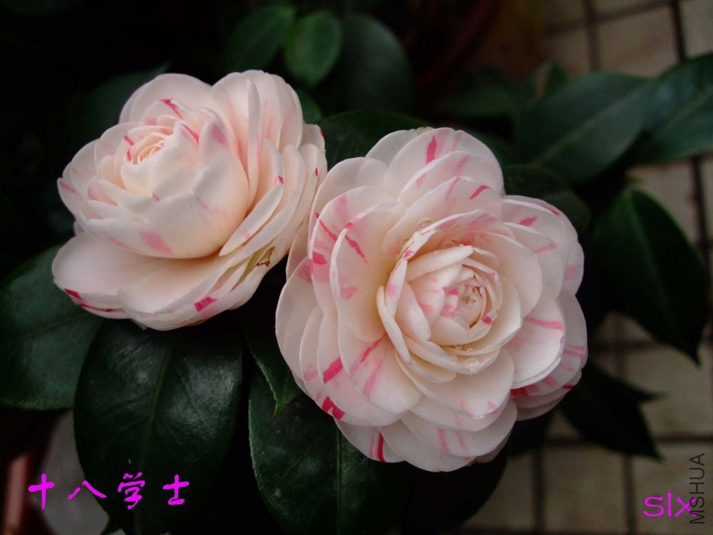 ʮ��ѧʿ11-2-19f (5).jpg