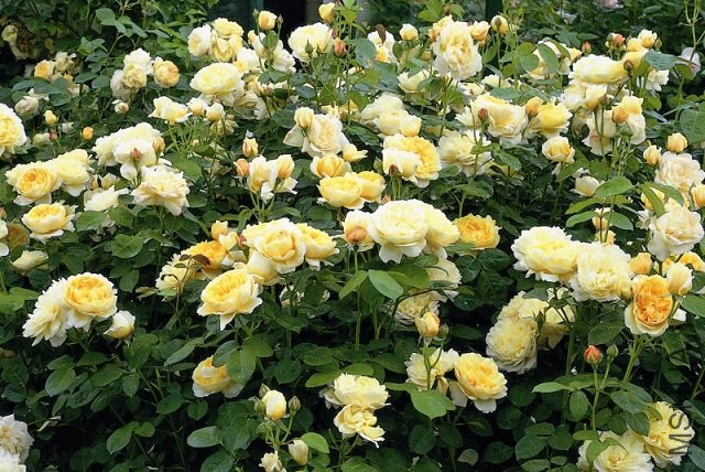 Charlotte.jpg