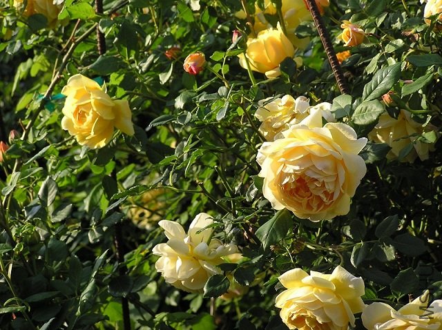 2590076243_2c2f5481ea_o.jpg
