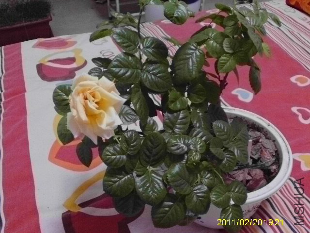 IMAG0036.JPG