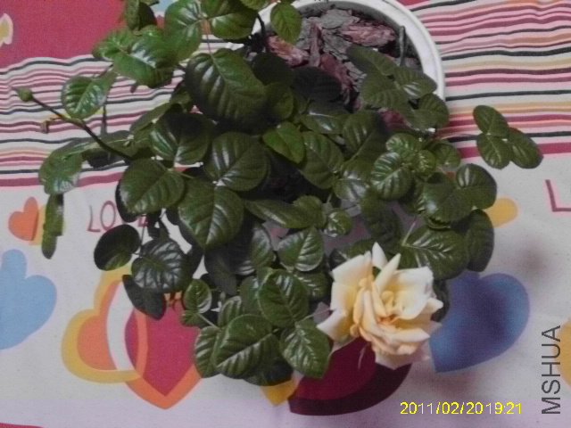 IMAG0038.JPG