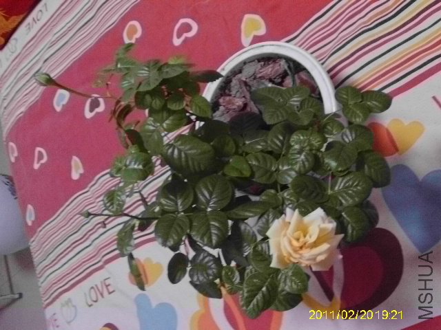 IMAG0039.JPG