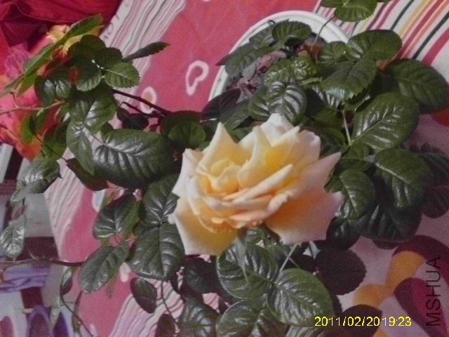 IMAG0044.JPG