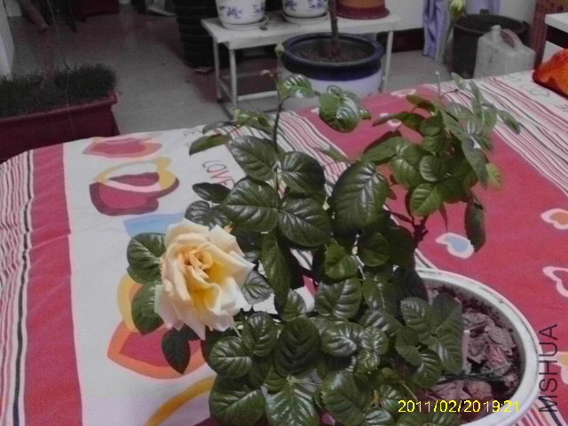 IMAG0037.JPG