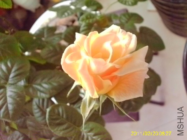 IMAG0010.JPG