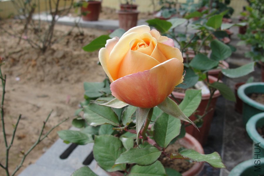 DSC04934-1.jpg